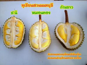Read more about the article สวนทุเรียนนนท์